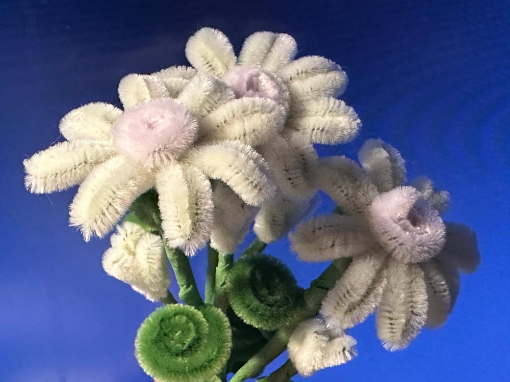 Weiße Chenille-Gänseblümchen mit grünen Knospen